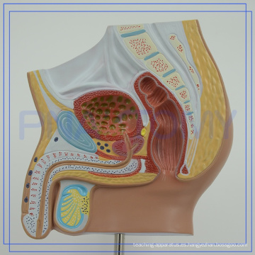 PNT-15701 Logotipo personalizado Pelvis Anatomy para hospital